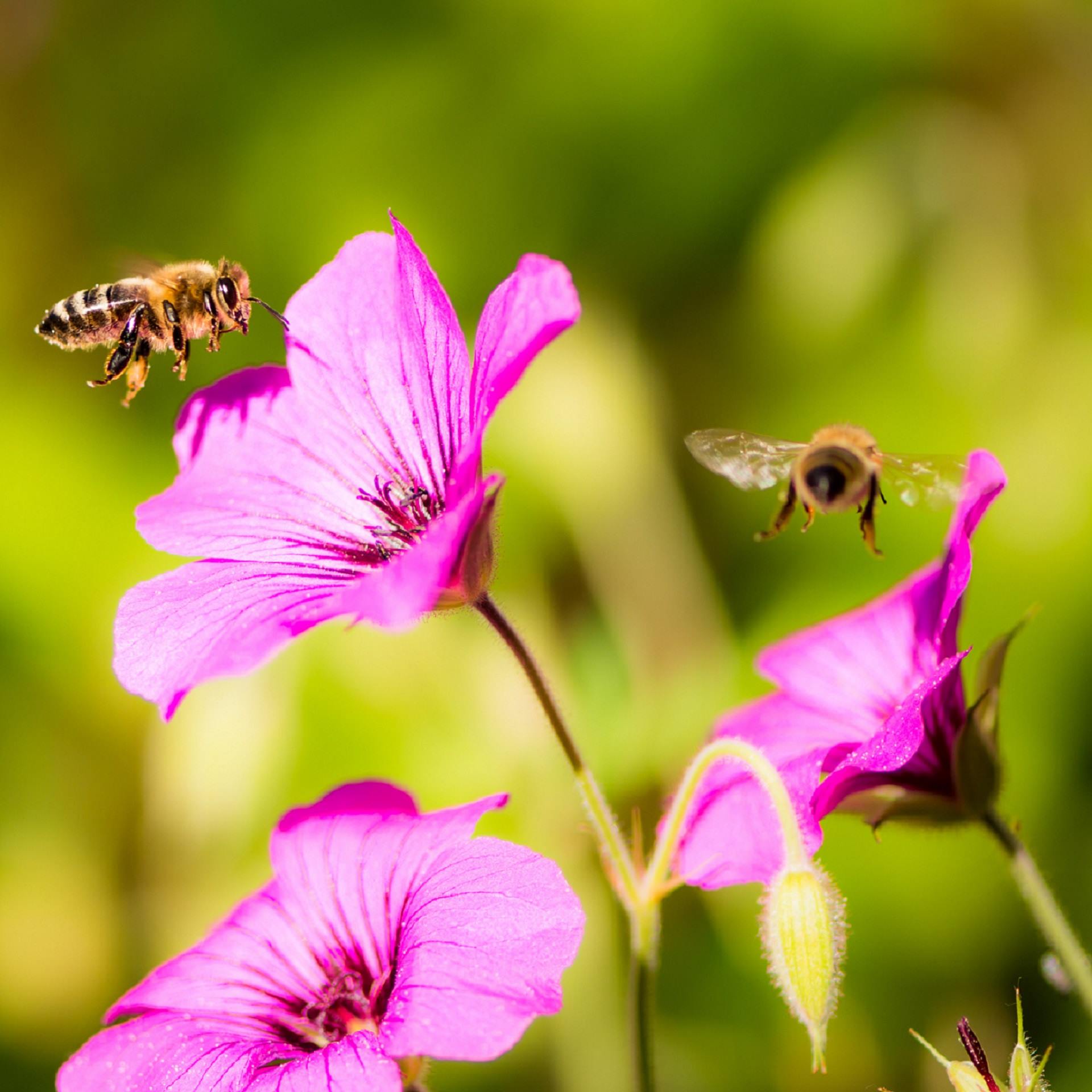 les abeilles